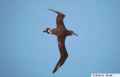 Черноногий альбатрос фото (Phoebastria nigripes) - изображение №58 onbird.ru.<br>Источник: birdsvoices.net